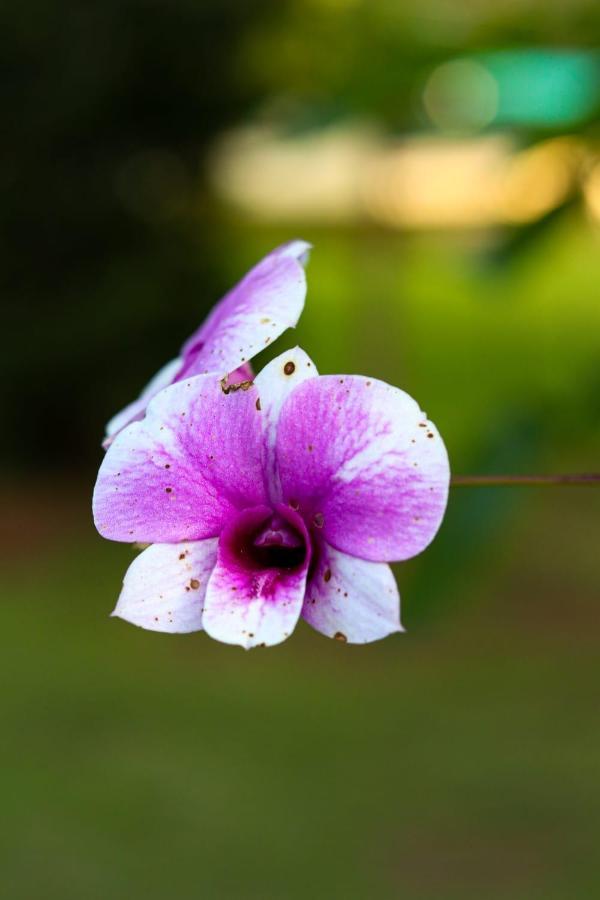 מונטה אלגרה דו סול Recanto Dos Beija Flores, Chale Bougainville מראה חיצוני תמונה